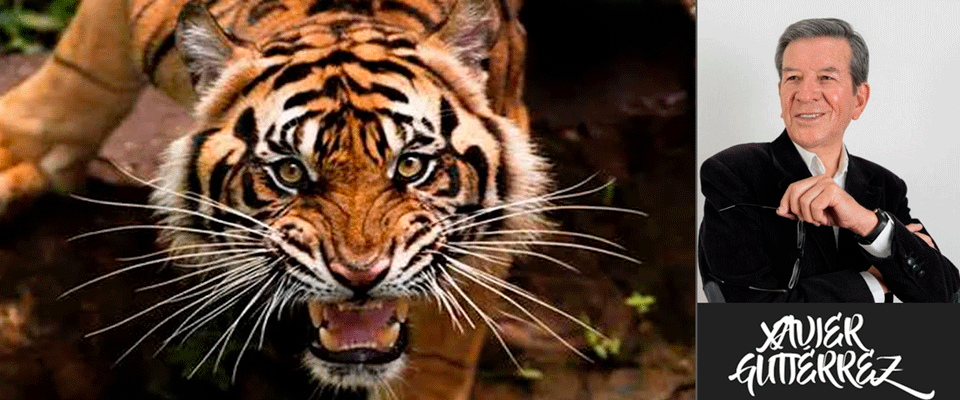 No jalarle los bigotes al tigre