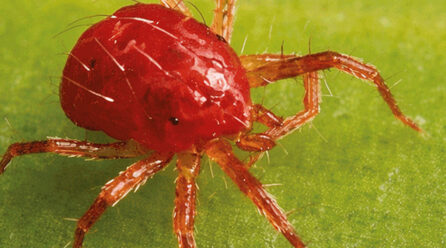 Proponen en la BUAP utilizar la Física para proteger cultivos prioritarios