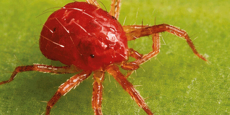 Proponen en la BUAP utilizar la Física para proteger cultivos prioritarios