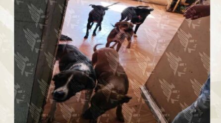 Rescata FGE a 13 caninos en condiciones de maltrato en la capital poblana